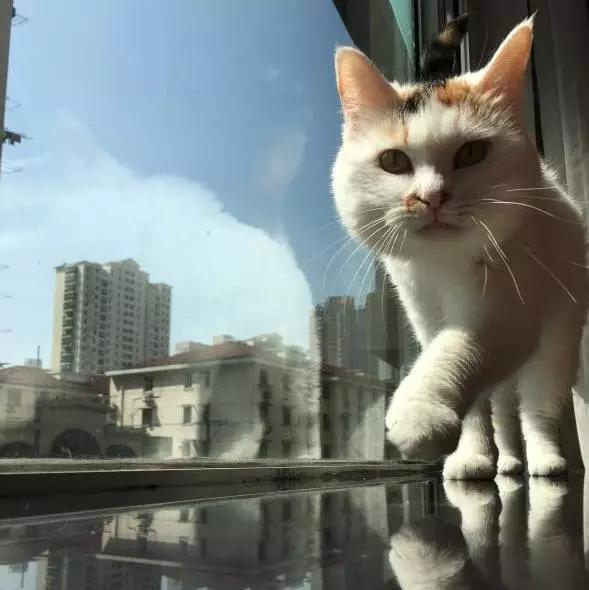 上海领养代替购买,上海领养孩子有补贴吗