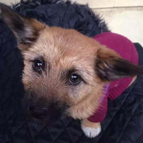 上海领养代替购买,上海领养孩子有补贴吗