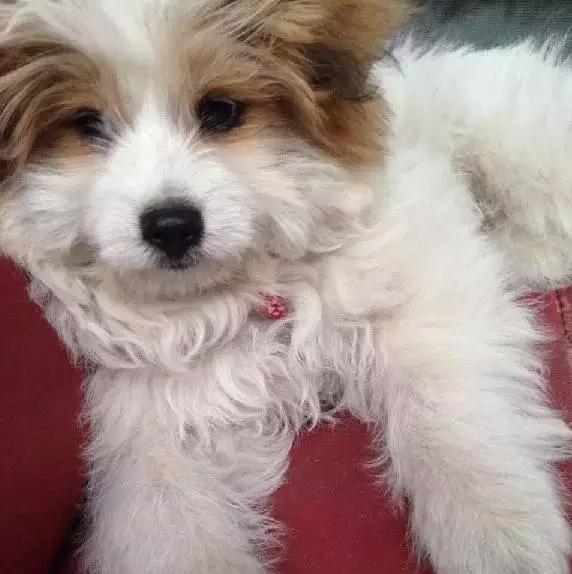 上海领养代替购买,上海领养孩子有补贴吗