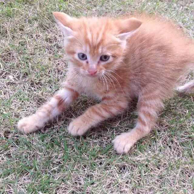 上海领养代替购买,上海领养孩子有补贴吗