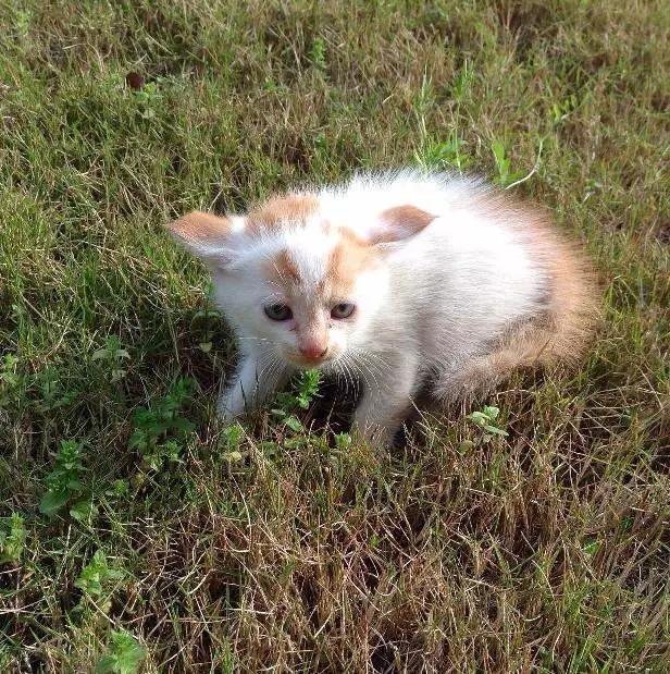 上海领养代替购买,上海领养孩子有补贴吗