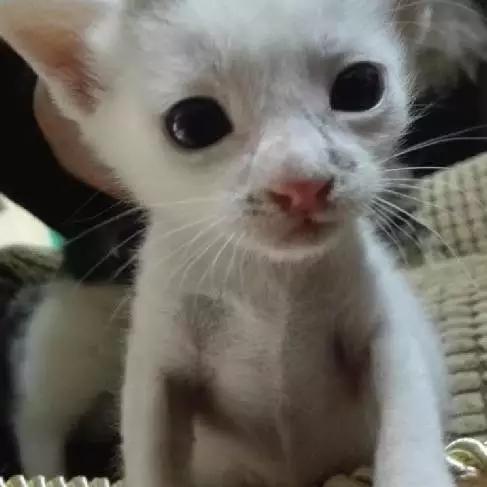 上海领养代替购买,上海领养孩子有补贴吗