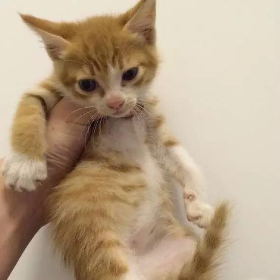 上海领养代替购买,上海领养孩子有补贴吗