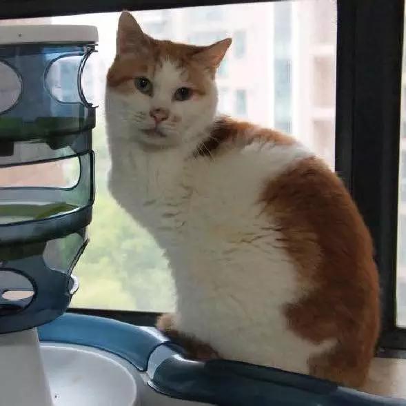 上海领养代替购买,上海领养孩子有补贴吗