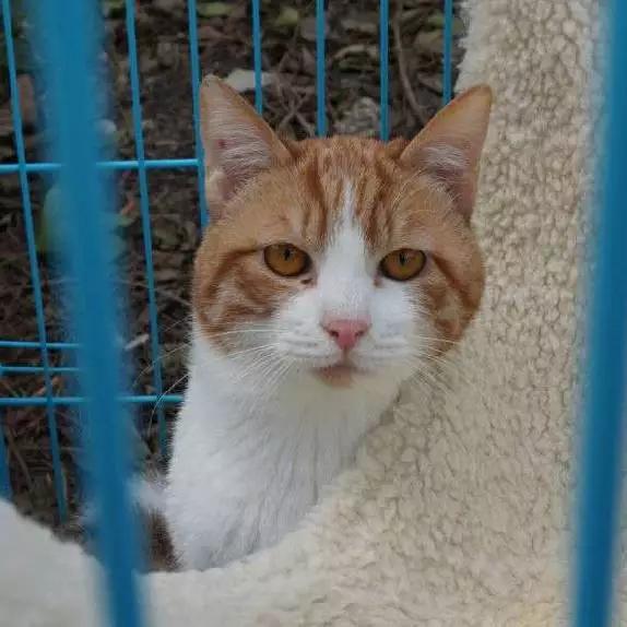 上海领养代替购买,上海领养孩子有补贴吗