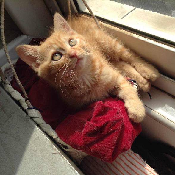 上海领养代替购买,上海领养孩子有补贴吗