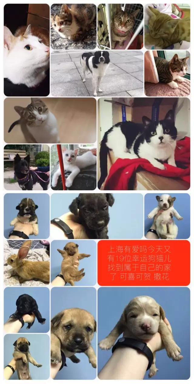 上海领养代替购买,上海领养孩子有补贴吗