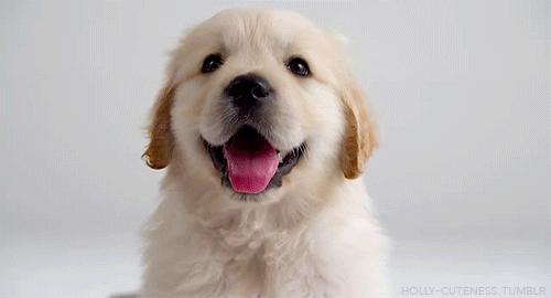 金毛贪吃的毛病都是惯出来的,金毛跟着主人爱贪吃怎么教