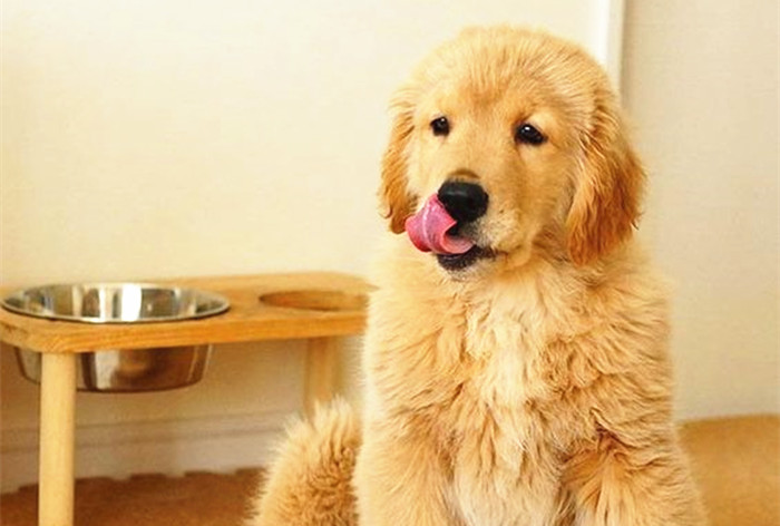 金毛贪吃的毛病都是惯出来的,金毛跟着主人爱贪吃怎么教