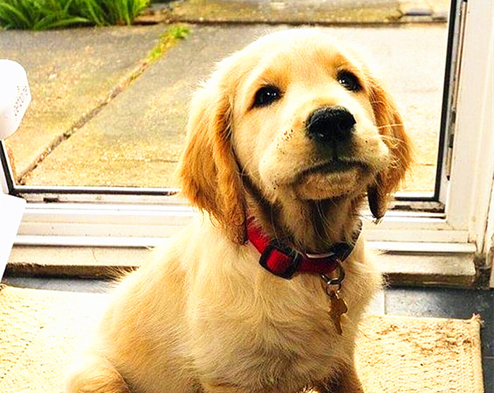 金毛贪吃的毛病都是惯出来的,金毛跟着主人爱贪吃怎么教