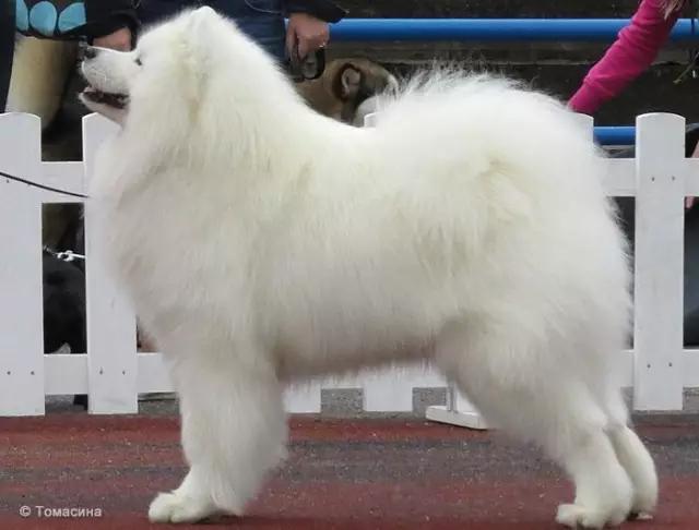 动物世界犬种-萨摩耶犬