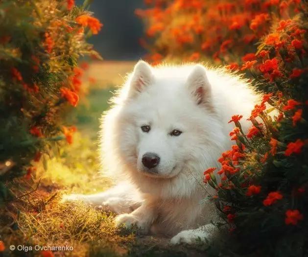 动物世界犬种-萨摩耶犬