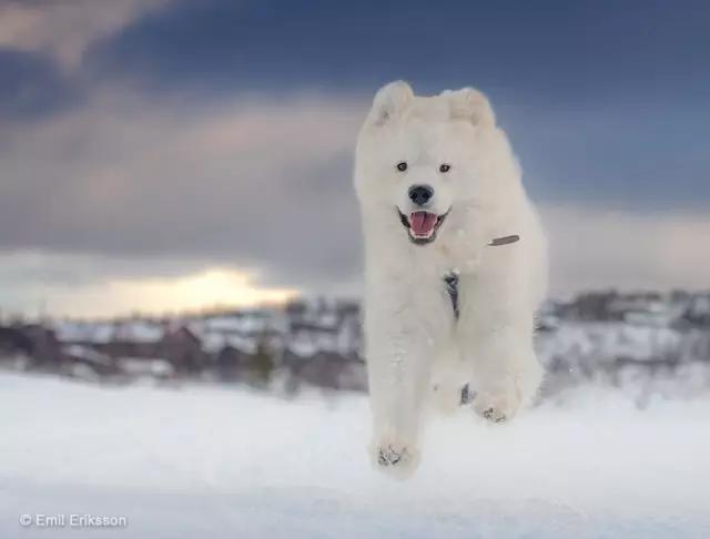 动物世界犬种-萨摩耶犬