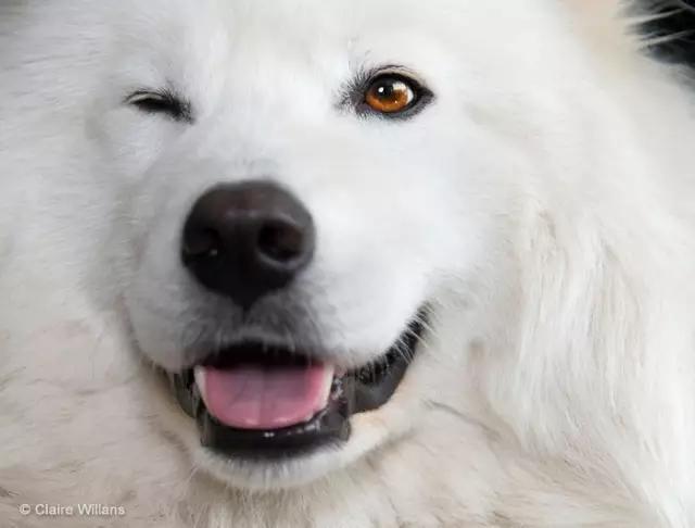 动物世界犬种-萨摩耶犬