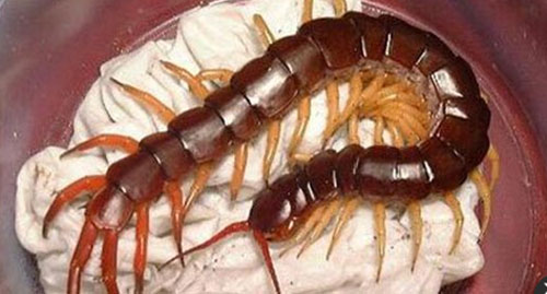 南美大型蜈蚣亚洲巨人蜈蚣,世界上比蜈蚣还多脚的动物