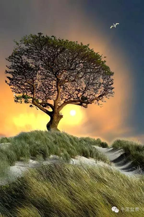 文人树盆景美不胜收,中国神奇的十大盆景