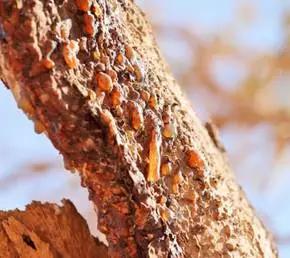 哪些中药有活血生肌的效果 (乳香没药均有活血行气消肿生肌)