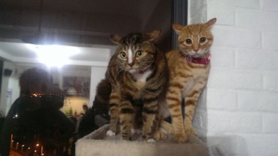 狗狗剃了毛毛后伤心没自信了,结果却因为这些原因重振威武