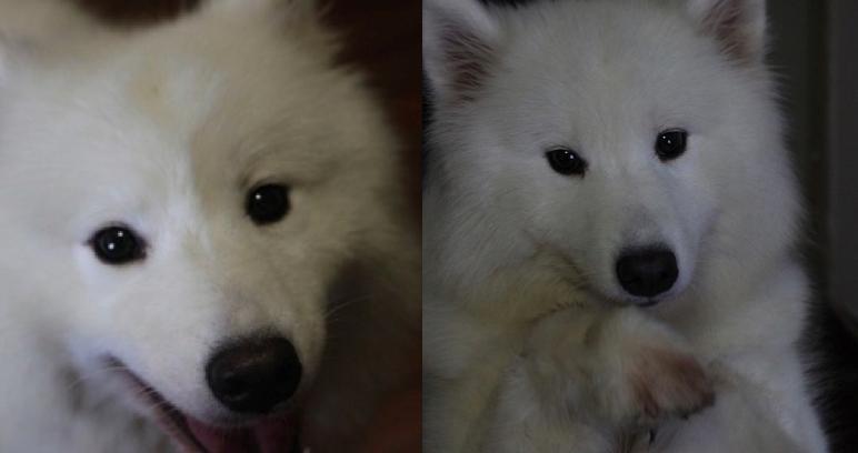 狗狗剃了毛毛后伤心没自信了,结果却因为这些原因重振威武