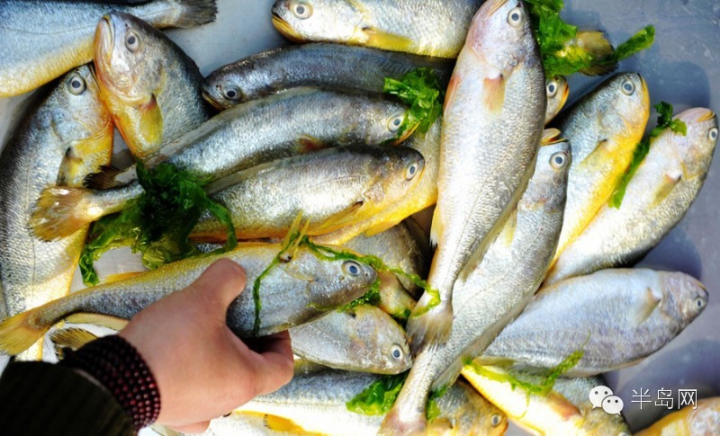 那些不认识的海鲜小干货,超级干货2022