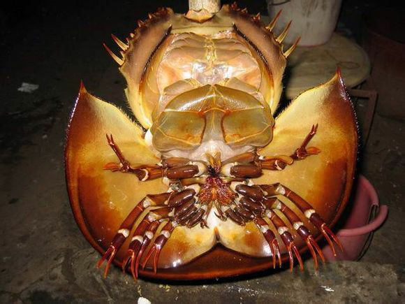 那些不认识的海鲜小干货,超级干货2022