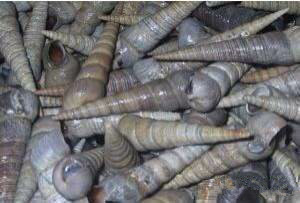 那些不认识的海鲜小干货,超级干货2022