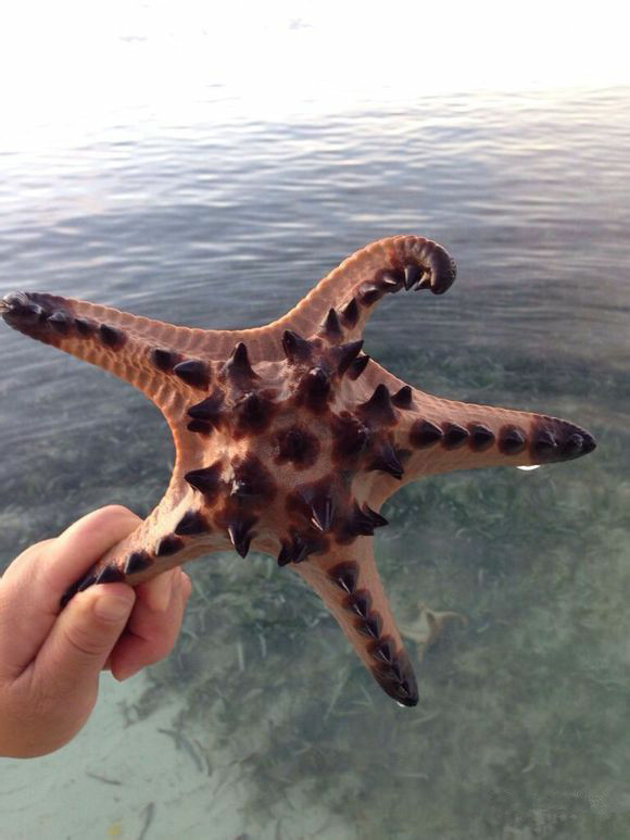 那些不认识的海鲜小干货,超级干货2022