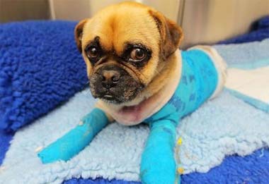 狗狗被烫伤绝不能忽视,狗狗被烫伤的急救措施