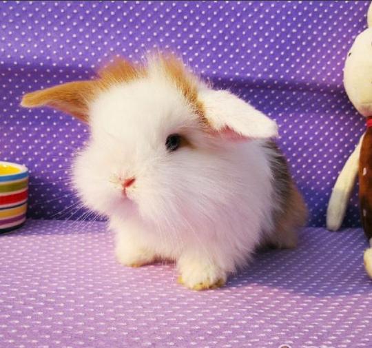 了解兔子的生活习性和感知环境,兔子的生活习性及特征