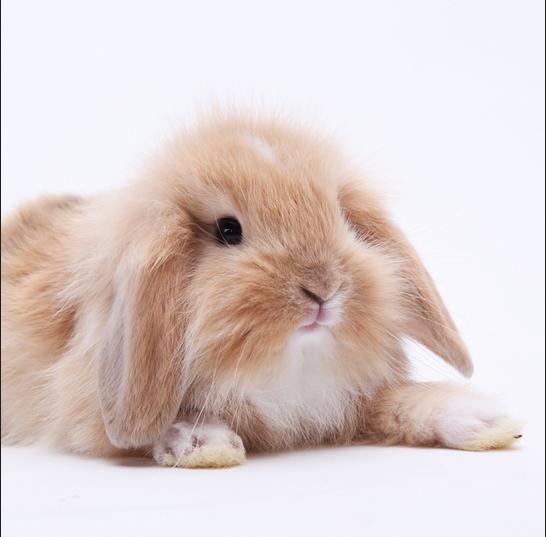 了解兔子的生活习性和感知环境,兔子的生活习性及特征