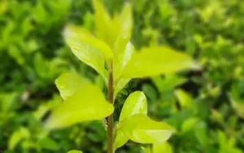 他的树一年只长一寸,但一年能销售300多万!