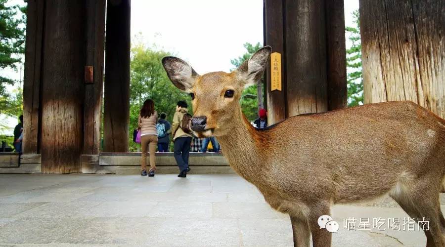 奈良鹰长菩提清酒,奈良时代的日本历史