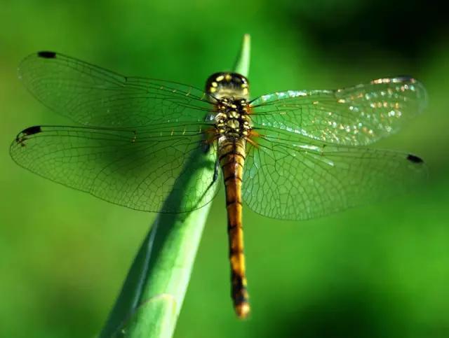 什么昆虫六条腿两个牙齿,什么是昆虫昆虫的定义是什么