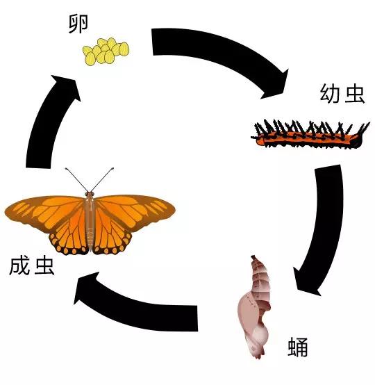 什么昆虫六条腿两个牙齿,什么是昆虫昆虫的定义是什么