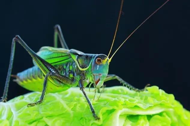 什么昆虫六条腿两个牙齿,什么是昆虫昆虫的定义是什么