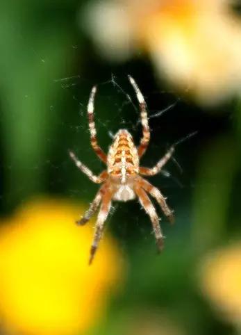 什么昆虫六条腿两个牙齿,什么是昆虫昆虫的定义是什么