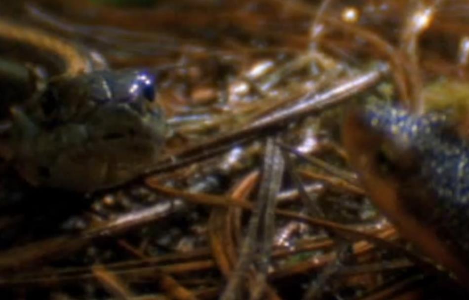 大青蛙吃了只害虫,大青蛙吃小蛇无所畏惧