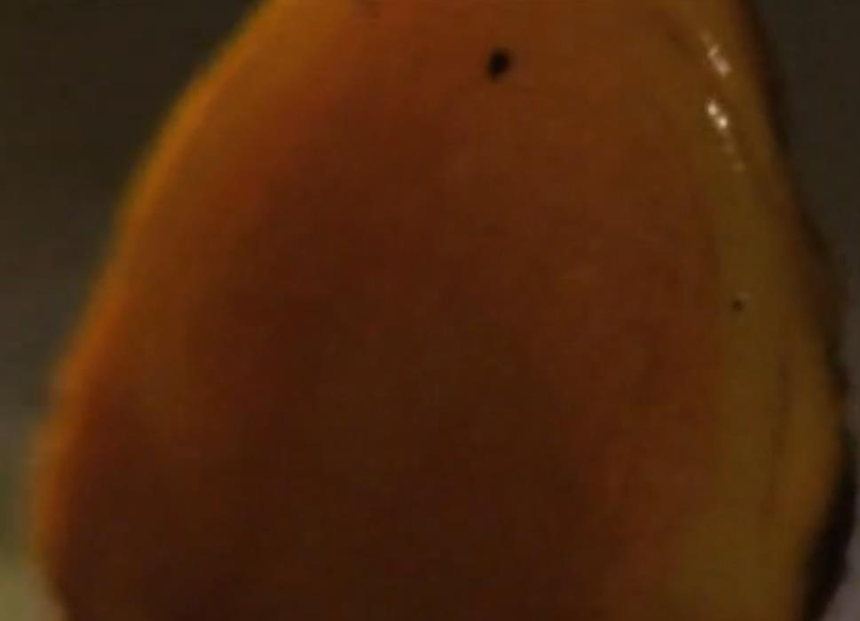 大青蛙吃了只害虫,大青蛙吃小蛇无所畏惧