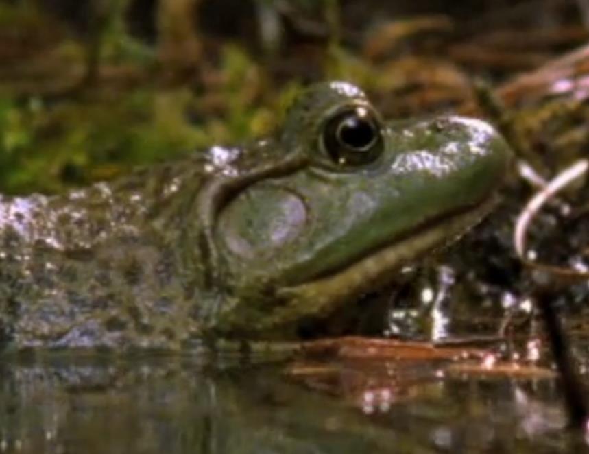 大青蛙吃了只害虫,大青蛙吃小蛇无所畏惧