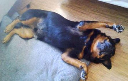 毛小孩吃药后突然倒地翻白眼，吓坏主人！结果却让人笑翻了