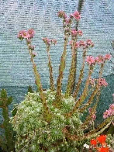 有一种植物叫长生草,长生草开花就死亡吗