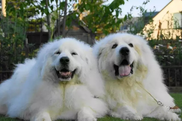 北极比利牛斯山大白熊,比利牛斯大白熊犬