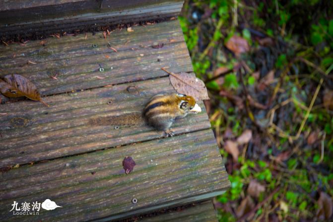 鍛宠暰娴佽繛蹇樿繑,鍛宠暰鐣欐亱