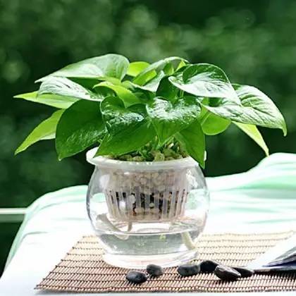 花匠音·养植推荐之身边的路人甲——绿萝