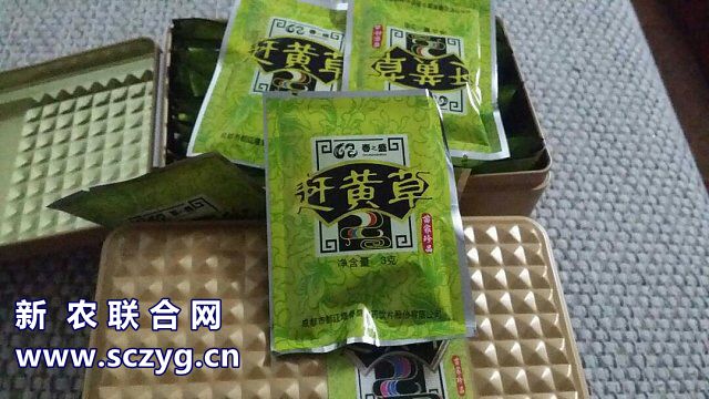 赶黄草全株茶,正品赶黄草泡水喝的正确方法