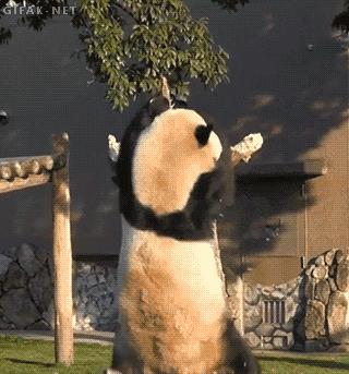 萨摩与哈士奇兄弟绝对是史上最逗B的组合