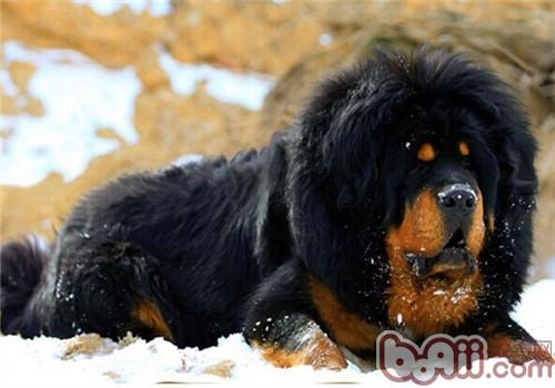 超级凶猛的加纳利犬,第一条加纳利犬