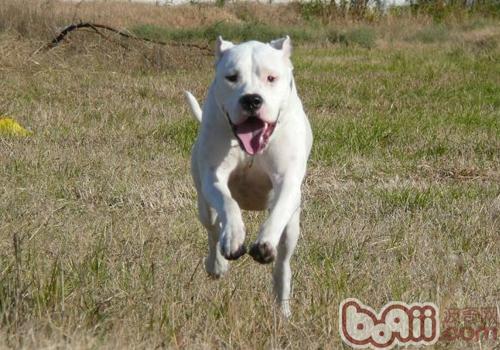 超级凶猛的加纳利犬,第一条加纳利犬