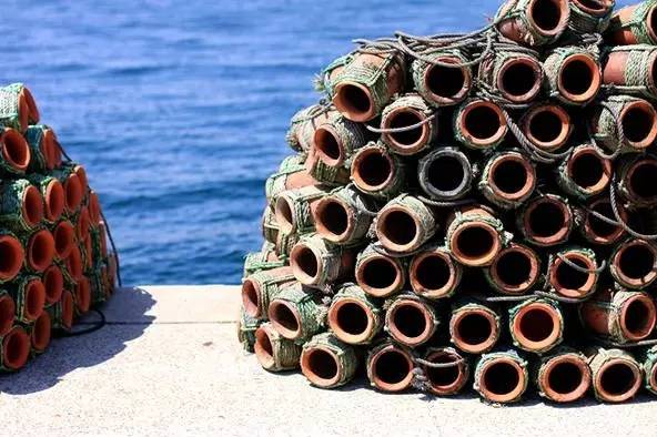 八爪鱼：满身的奇技淫巧，也敌不过煎炸炖炒