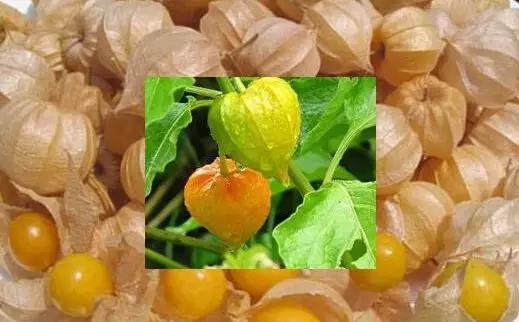 这些野果你都吃过吗,这些童年的美味野果